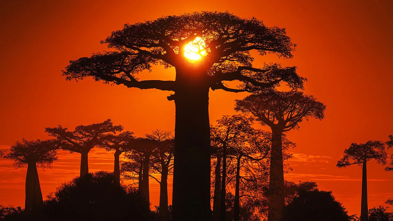 [COM] The Baobabs of Madagascar