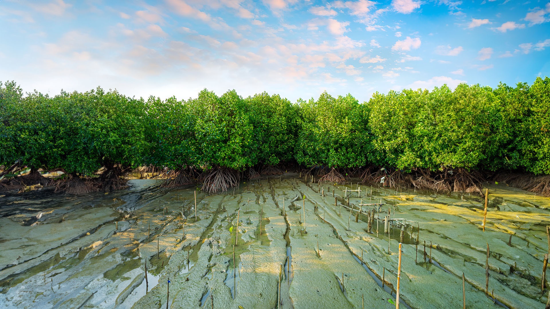 [COM] The Mangrove Regeneration Project