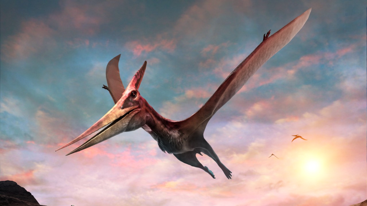 [COM] How a prehistoric predator tool to the skies