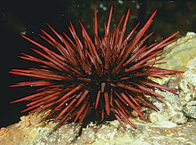 [COM] The Red Sea Urchin
