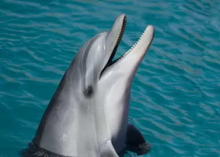 [COM] Dolphin Intelligence
