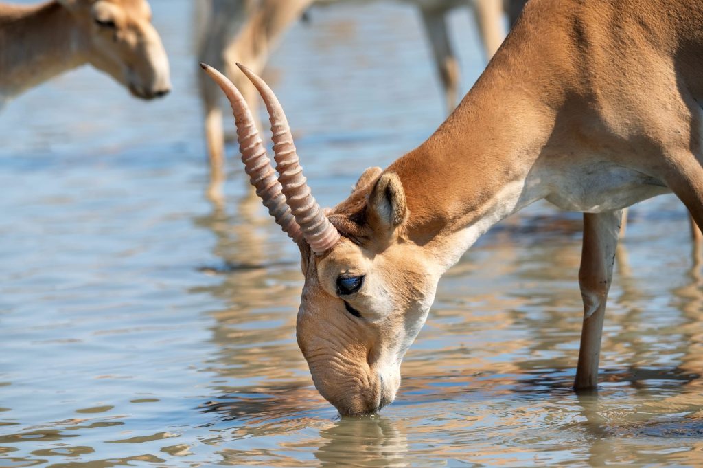 [CAM 21] Saving the saiga