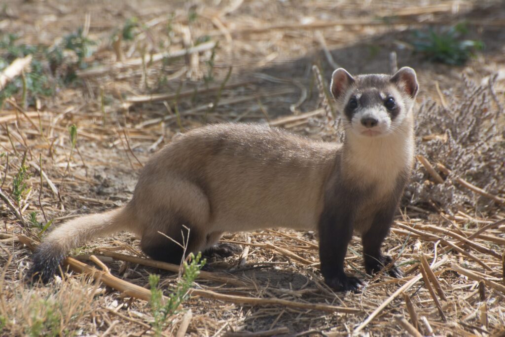 [COM] The return of the black-footed ferret