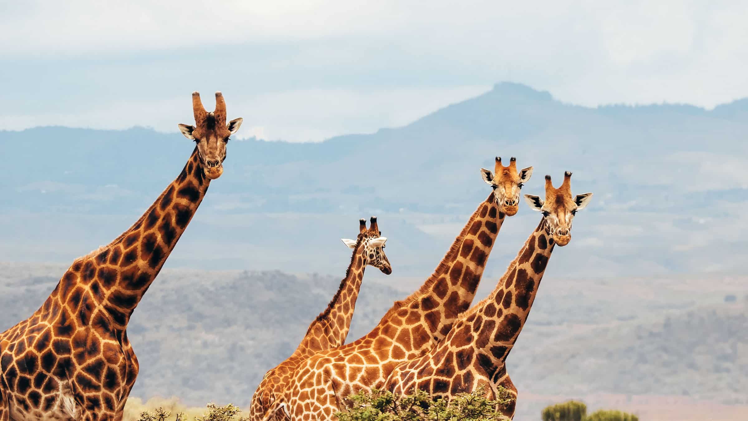 [COM] New Understanding of Giraffes in the Wild