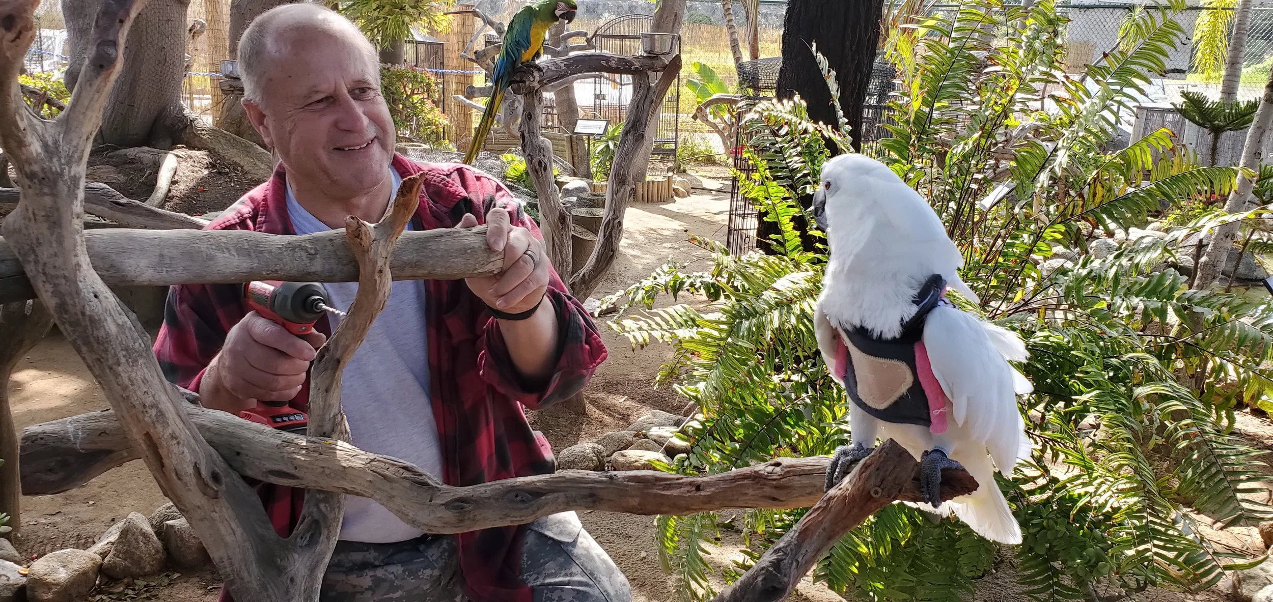 [COM] Information for Volunteers at Clifton Bird Park