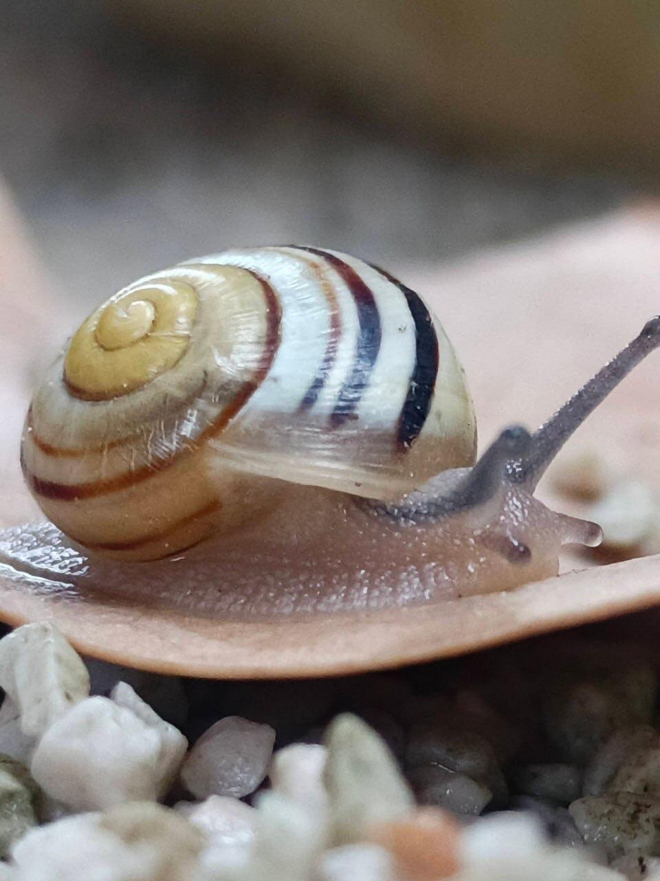 [COM] The White-lipped Grove Snail