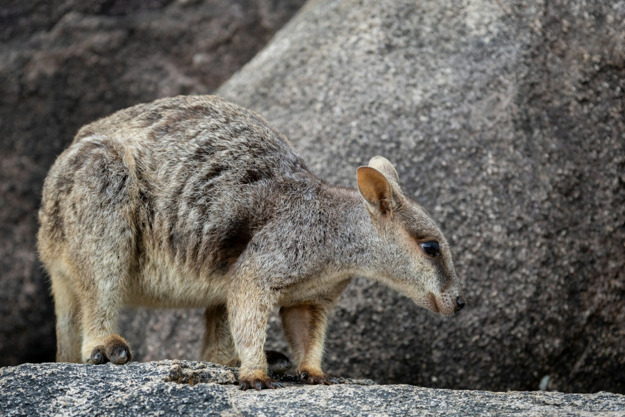 [COM] Australia’s Megafauna Controversy