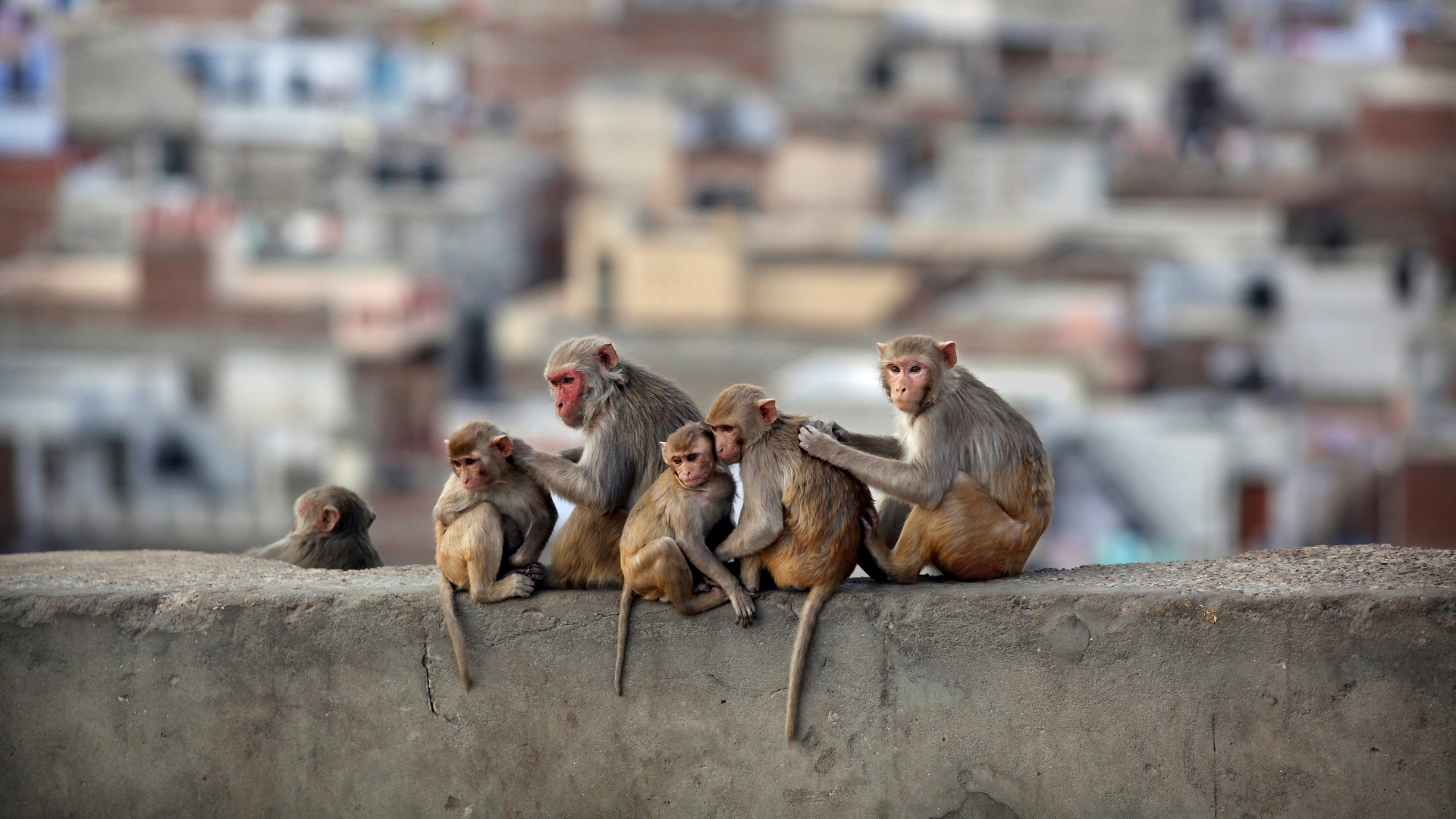 [COM] The return of monkey life
