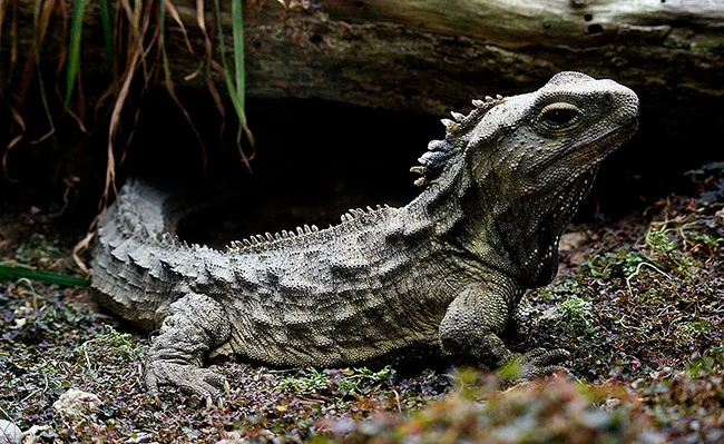 [COM] The tuatara—past and future