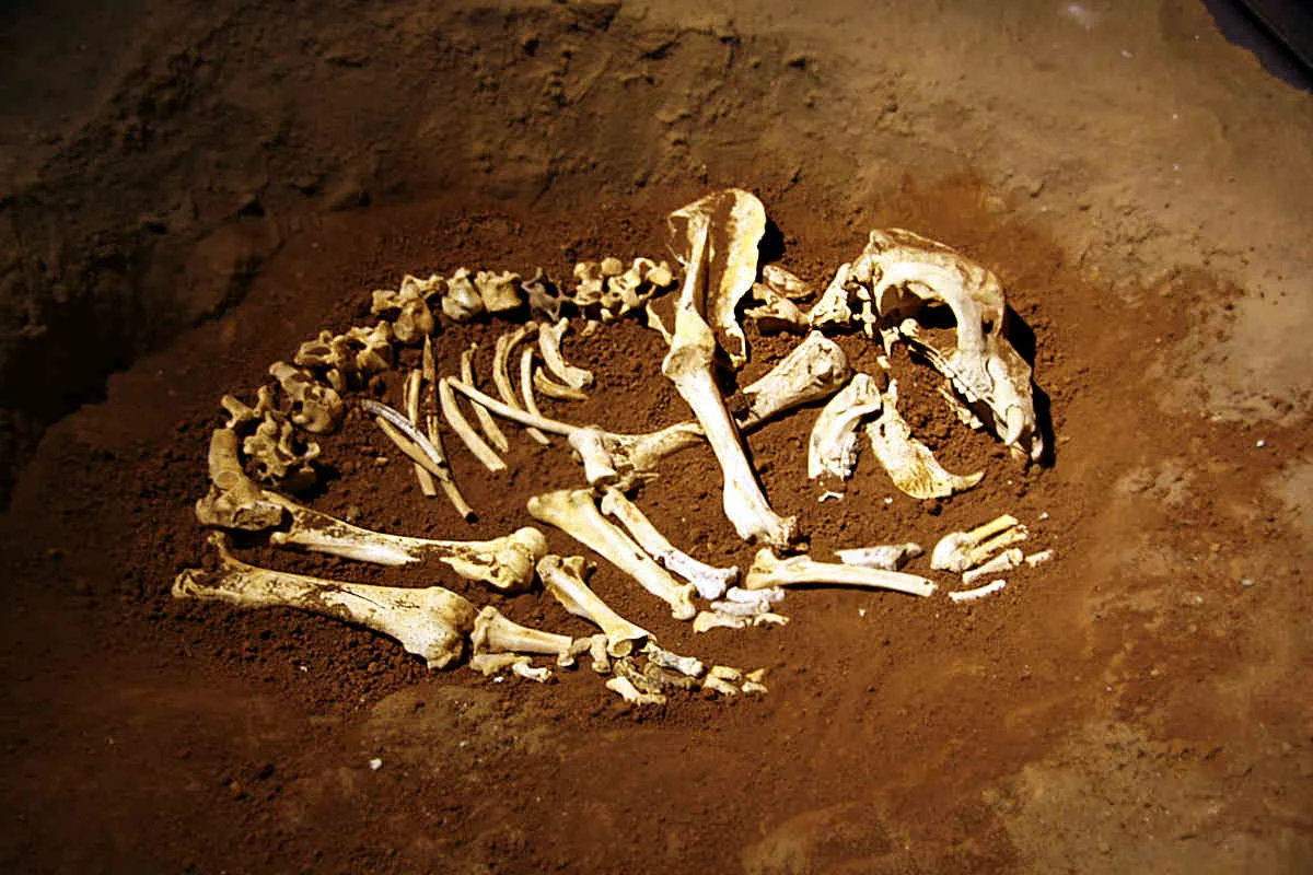 [COM] The Extinction of Cave Bear