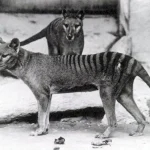 [COM] The Tasmanian Tiger IELTS Reading Answers with Explanation