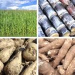 [COM] Nature works Polylactic acid IELTS Reading Answers with Explanation